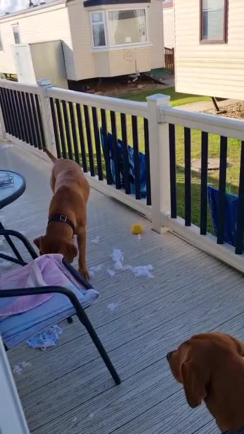 Labrador Retriever dogs for stud: FOR STUD - DAVE ❤️  in Mansfield - Video 1