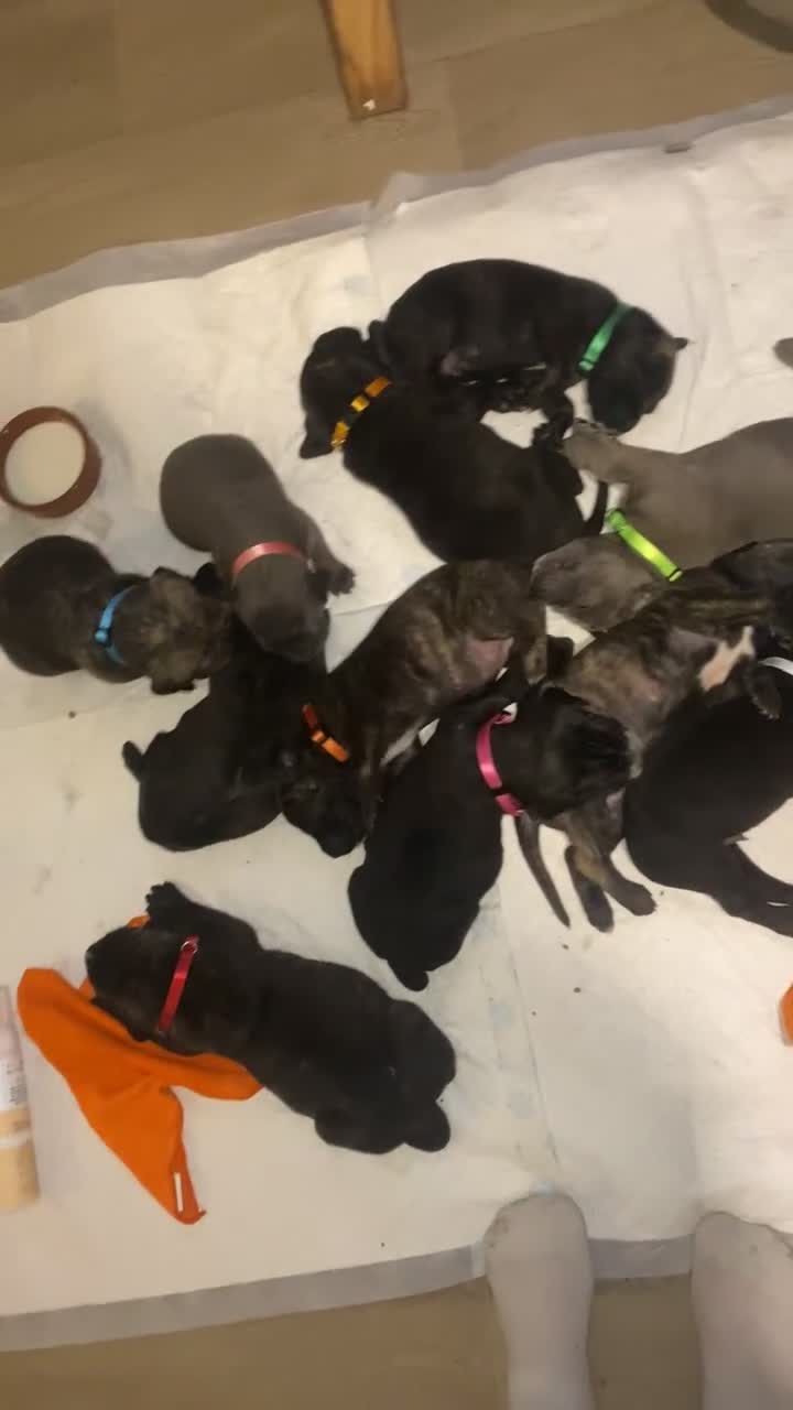 Cane Corso dogs for sale: Ready to leave Chunky Cane Corso Pups  - Video 1
