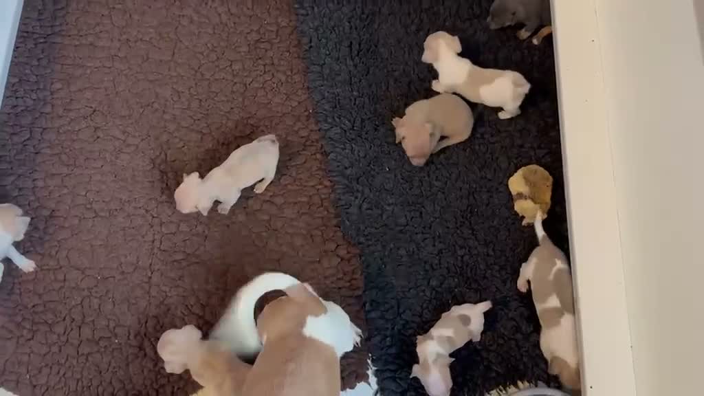 Jack Russell dogs for sale: Beautiful Jack Russell pups  - Video 1