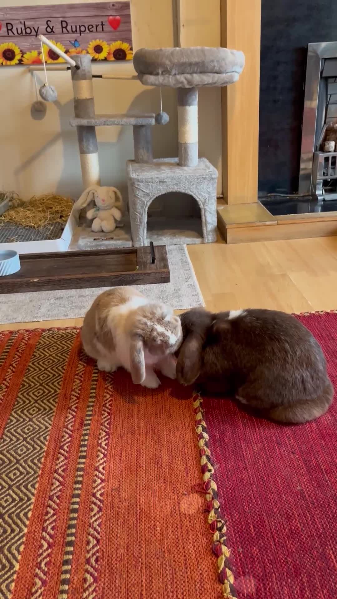 Mini Lop rabbits for sale: Rupert & Ruby – Looking for a Loving Forever Home  - Video 3