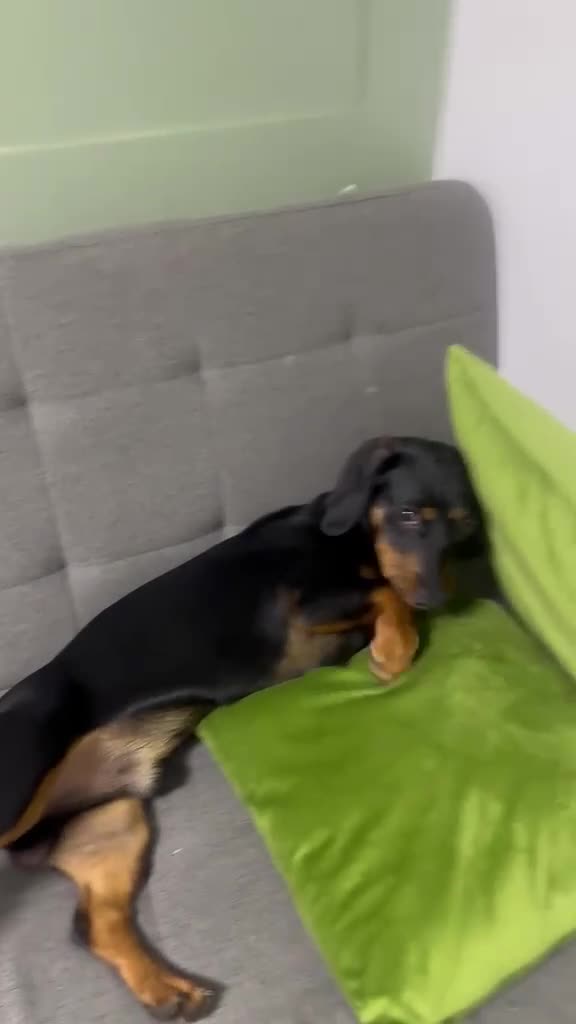 Mixed Breed dogs for sale: Mr Louis  in Andover - Video 1