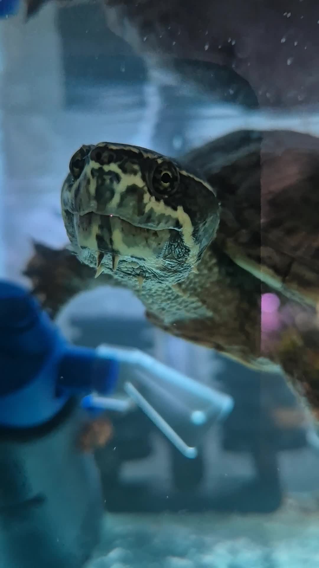 Turtle reptiles for sale: MUSK TURTLE FOR SALE FEMALE 5 YEAR OLD in Preston - Video 3