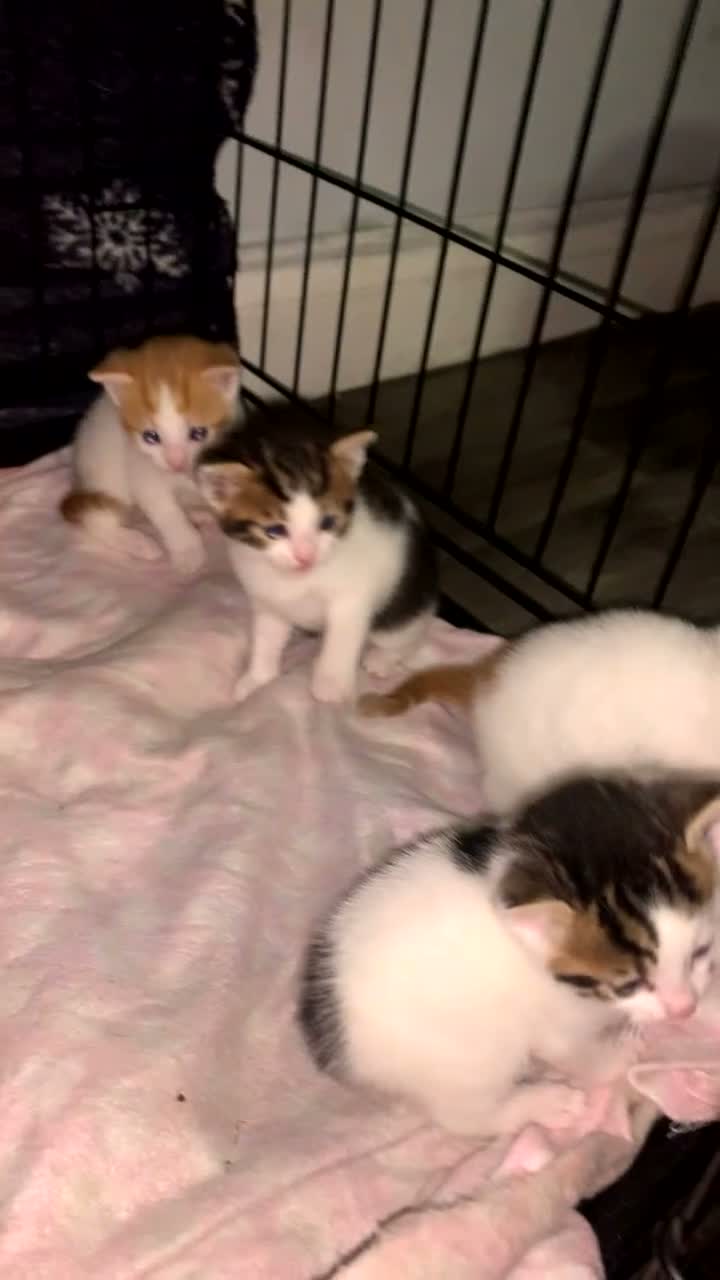 Mixed Breed cats for sale: 3 girl kittens  in Kingswinford - Video 1