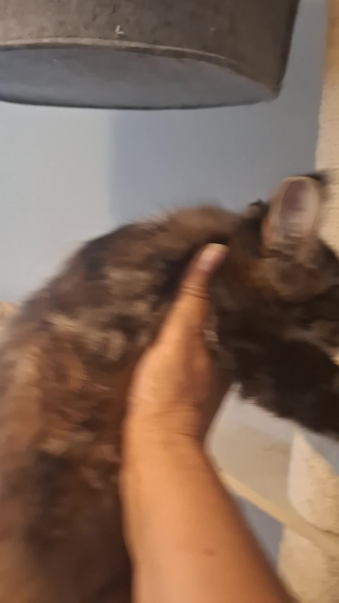 Maine Coon cats for sale: Outstanding xl mainecoons russian blood line - Video 1