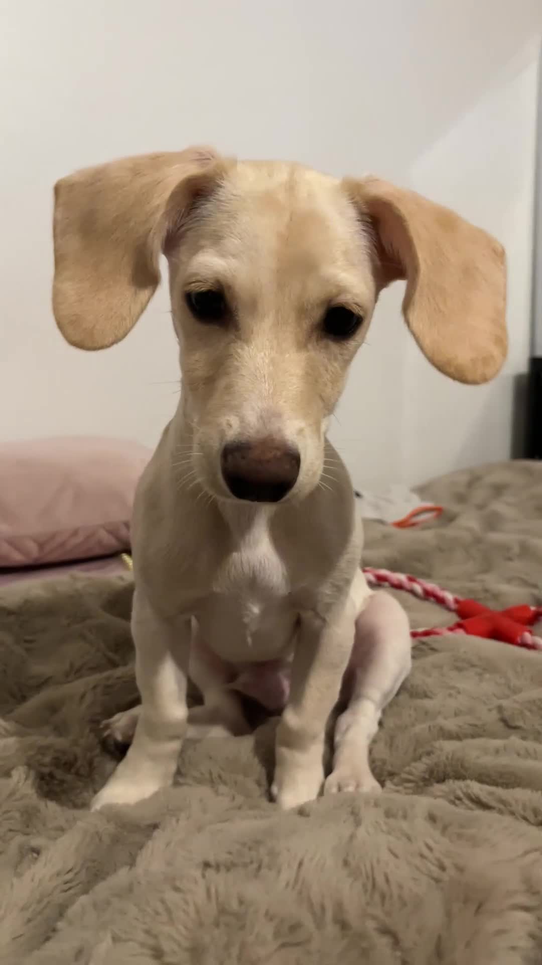 Mixed Breed dogs for sale: Miniature Jackweenie Puppy For Sale  - Video 2