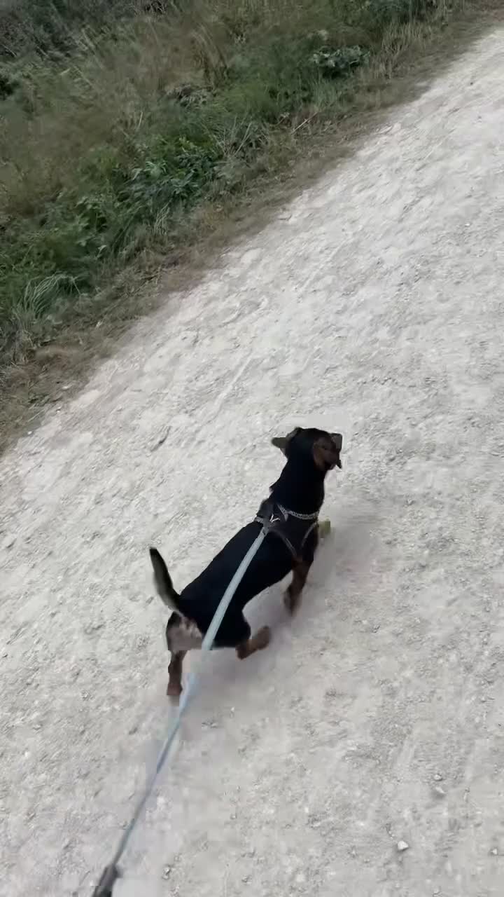 Dachshund dogs for stud: Dachshund stud  - Video 1