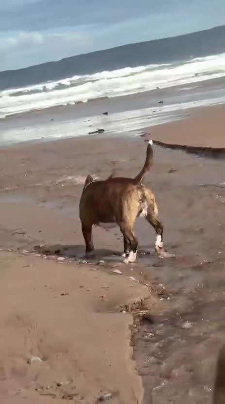 Miniature Bull terrier dogs for sale: 🐾 SPECIAL HOME WANTED FOR A VERY SPECIAL BOY 🐾 - Video 2