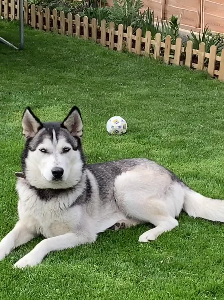 Siberian Husky dogs for sale: The name of the dog is Ice - Video 2