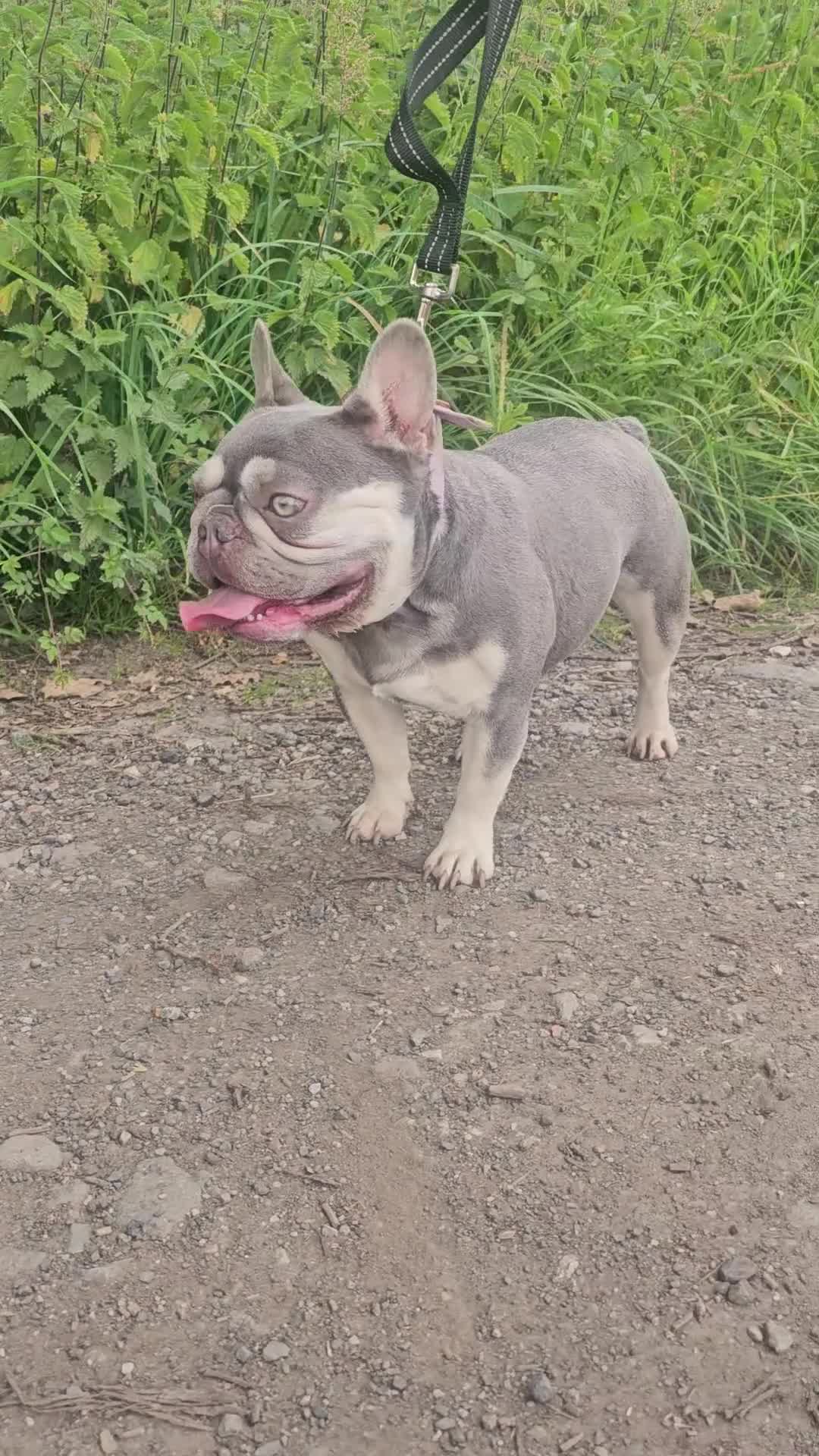 French Bulldog dogs for sale: KC registered French Bulldog Bitch for Sale - Video 1