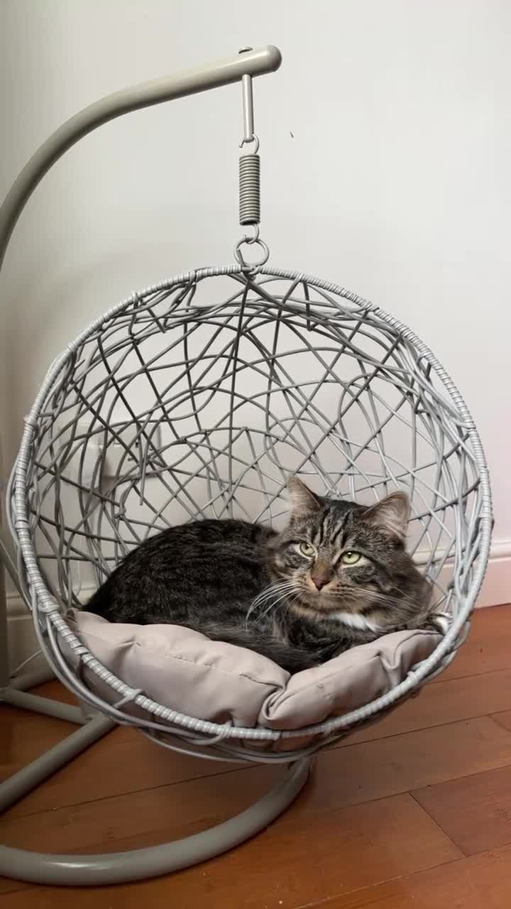 Domestic Shorthair cats for sale: Sweet Tabby Boy Looking for a Loving Home - Video 1