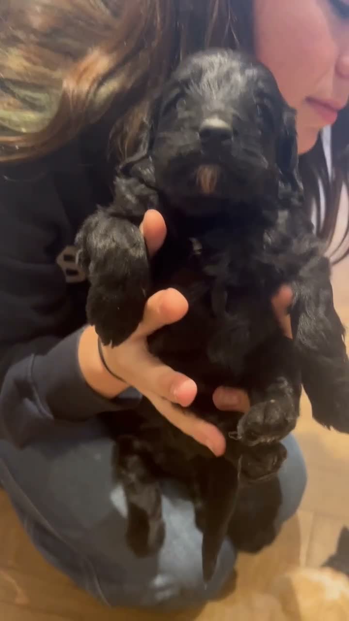 Labradoodle dogs for sale: Beautiful F1B Miniature Labradoodles - Video 1