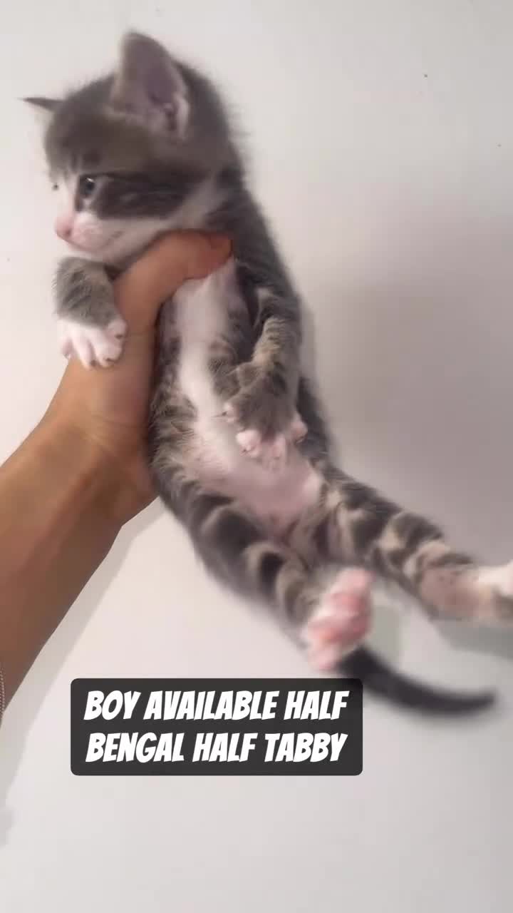 Mixed Breed cats for sale: 6 Beautiful Kittens Available in Brentford - Video 1