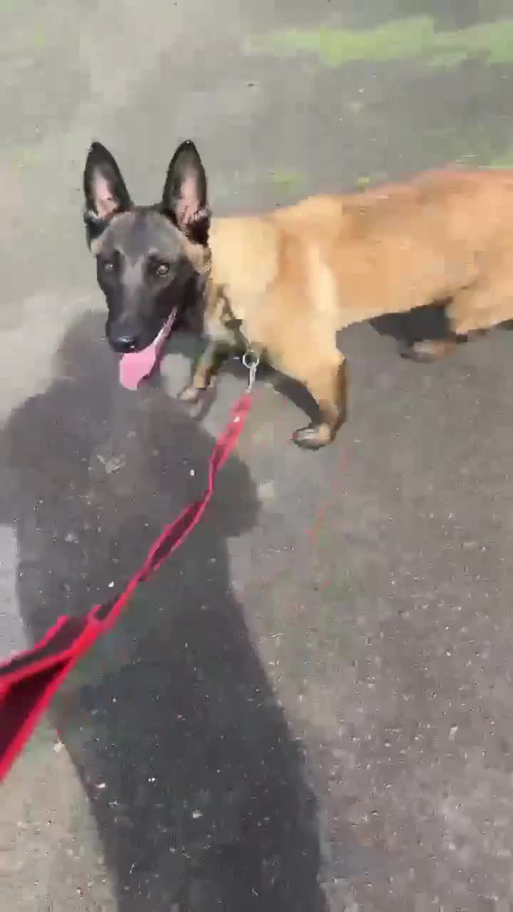 Belgian Shepherd Dog dogs for sale: Belgian Malinois - Whiskey - Video 1
