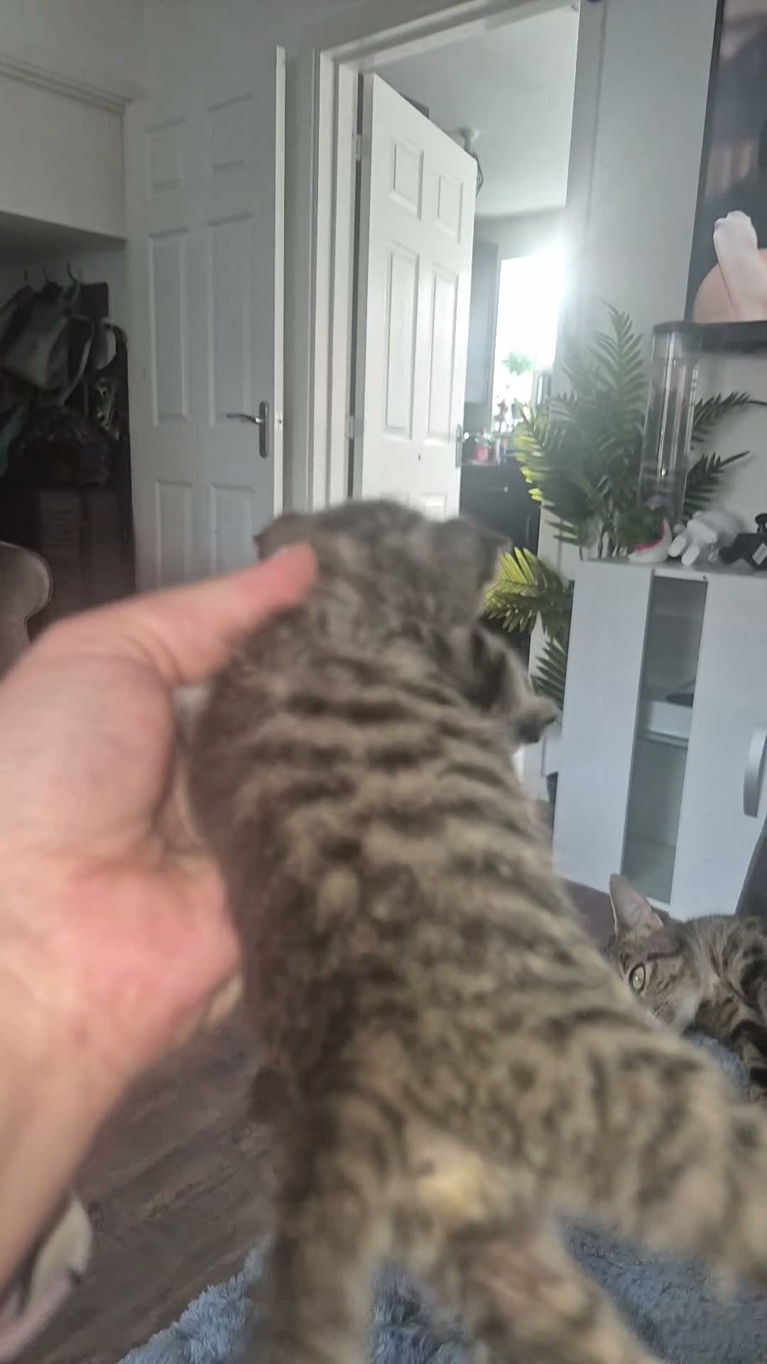 Mixed Breed cats for sale: Bengal Cross Kittens Ready for a Loving Home in Doncaster - Video 1