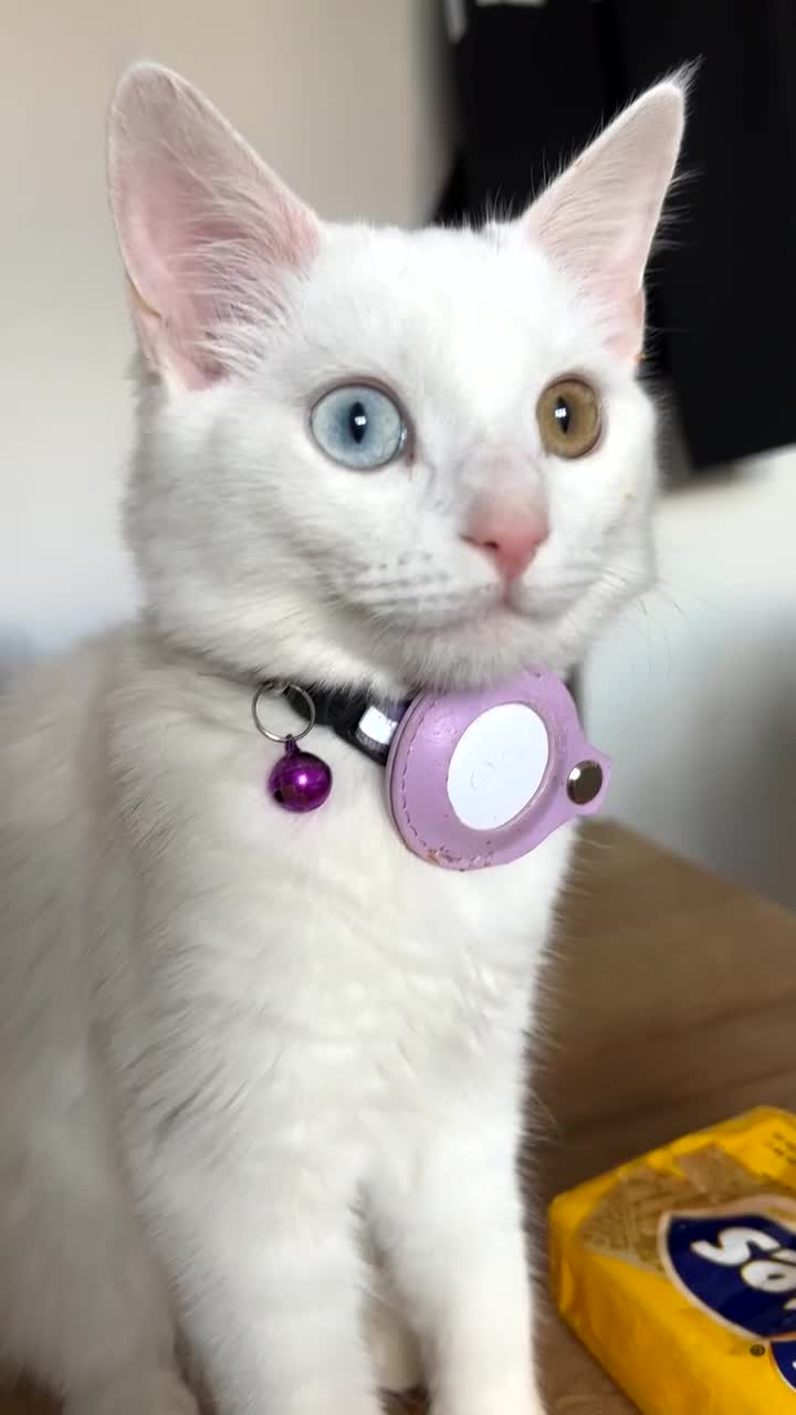 Domestic Shorthair cats for sale: Brother and sister twin kittens  - Video 1