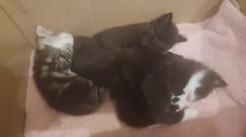 Mixed Breed cats for sale: 4 male kittens for sale  in Meifod - Video 1
