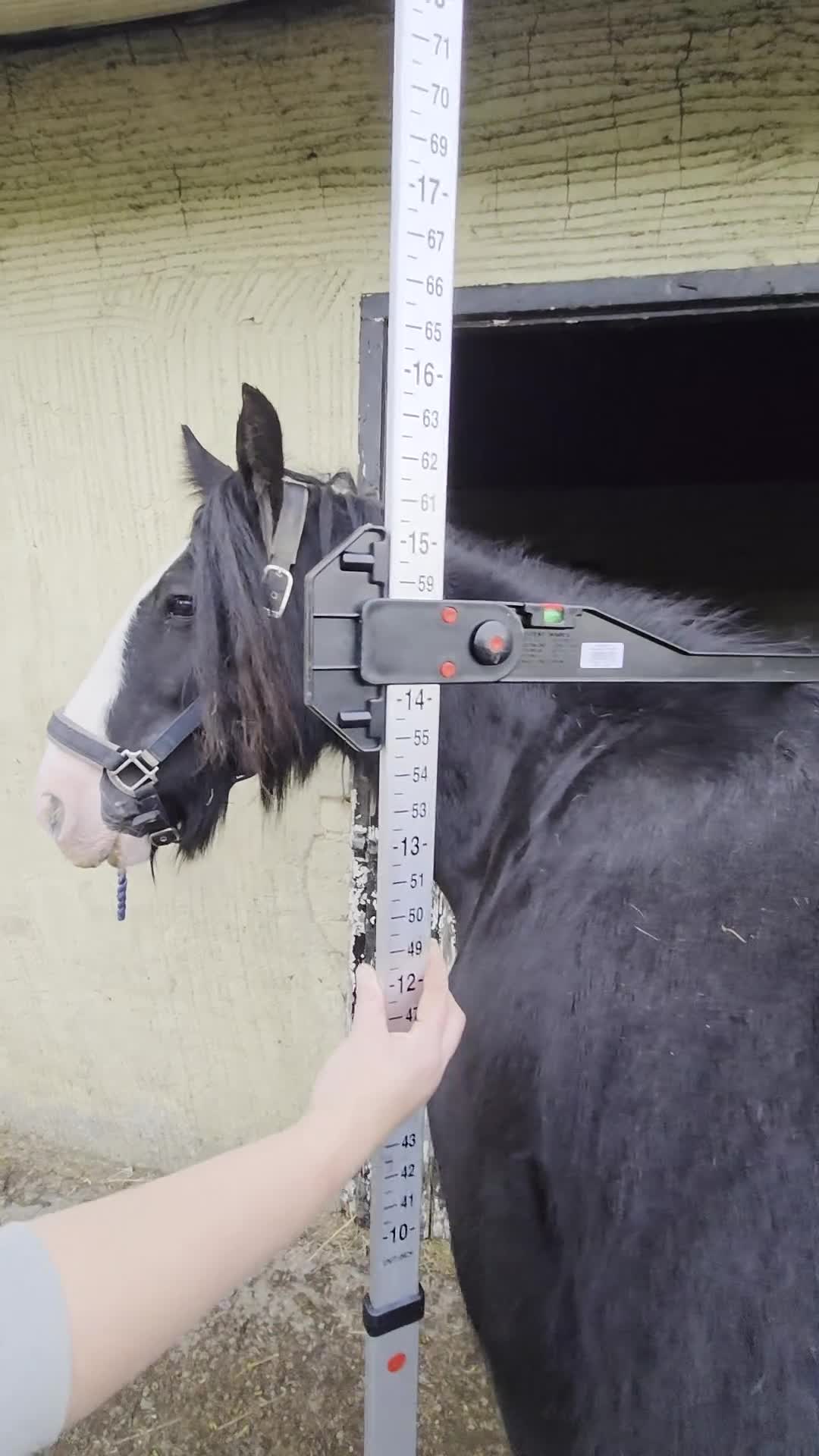 Irish Cob horses for sale: 14,1 Traditional cob mare - Video 1