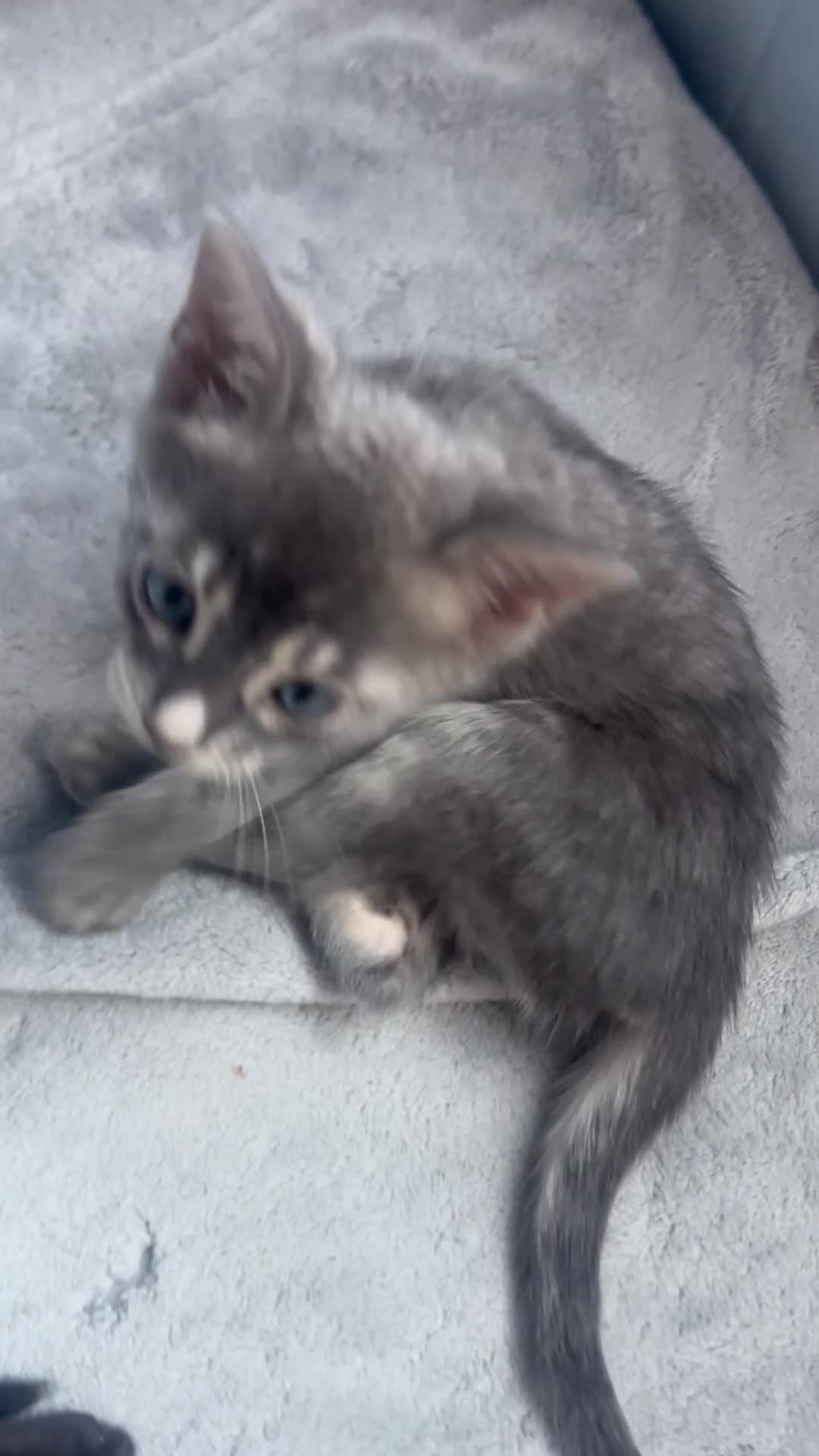 Bengal cats for sale: Female Blue & Black Smoke TICA Bengal kittens  - Video 1
