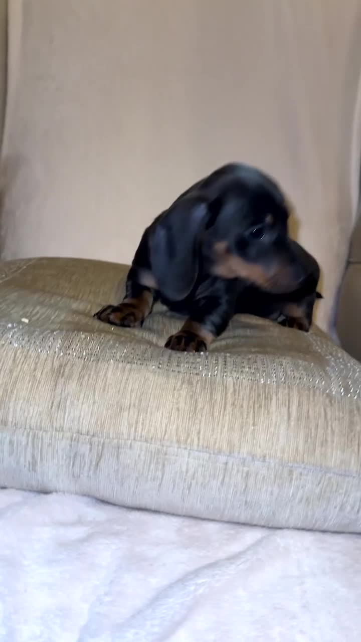 Miniature Dachshund dogs for sale: Kc registered Miniature dashaund puppy’s  - Video 2