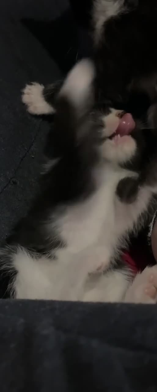 Ragdoll cats for sale: Ragdoll mixed breeds - Video 3