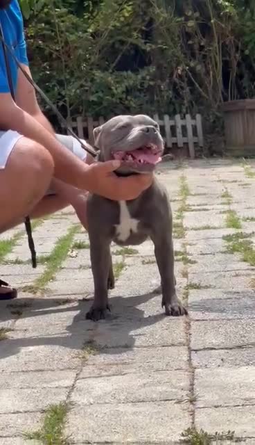 Staffordshire Bull Terrier dogs for stud: TRUSTED 5⭐️Licensed & Registered. GRAND CHAMPION🏆 in Wisbech - Video 1