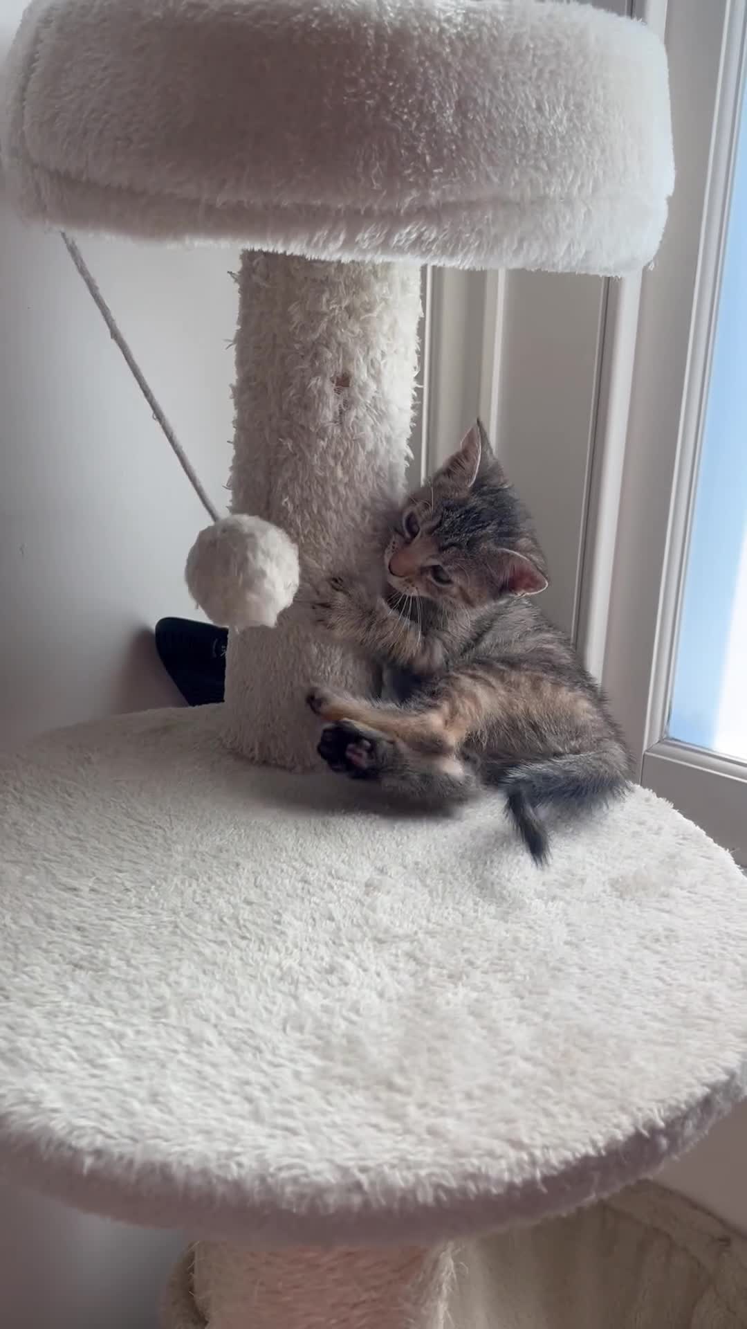 Mixed Breed cats for sale: Beautiful kittens need loving homes 🩷 in London - Video 1