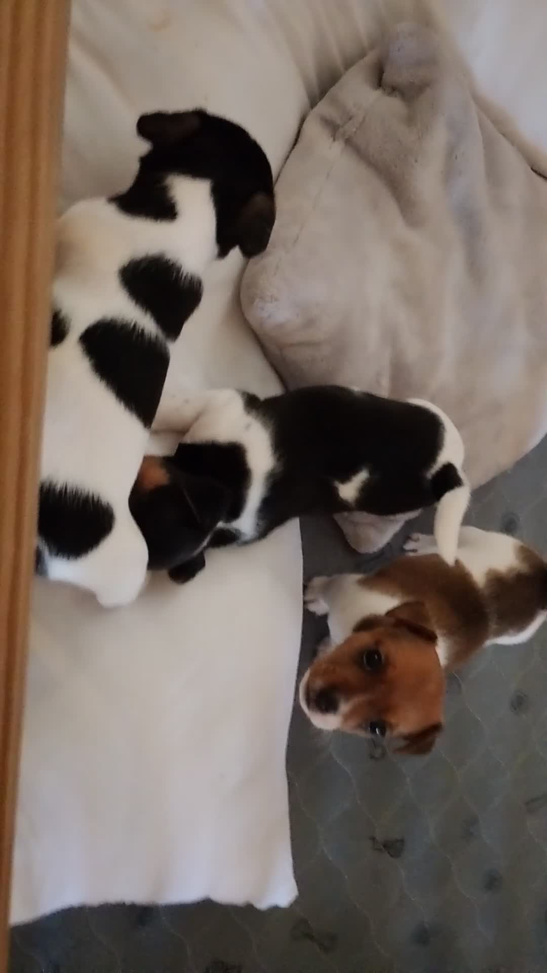 Jack Russell dogs for sale: Beautiful jack Russell puppies  in Bridgwater - Video 1