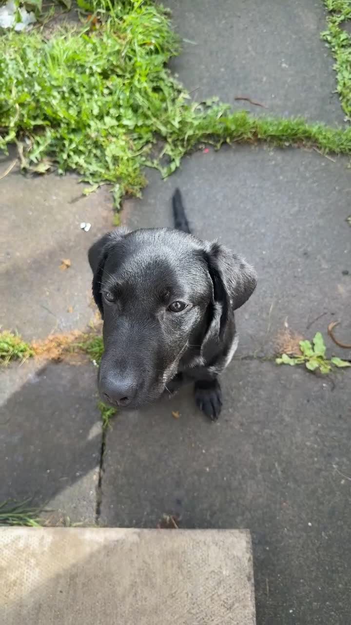 Labrador Retriever dogs for sale: Labour six month puppy  in Washington - Video 1