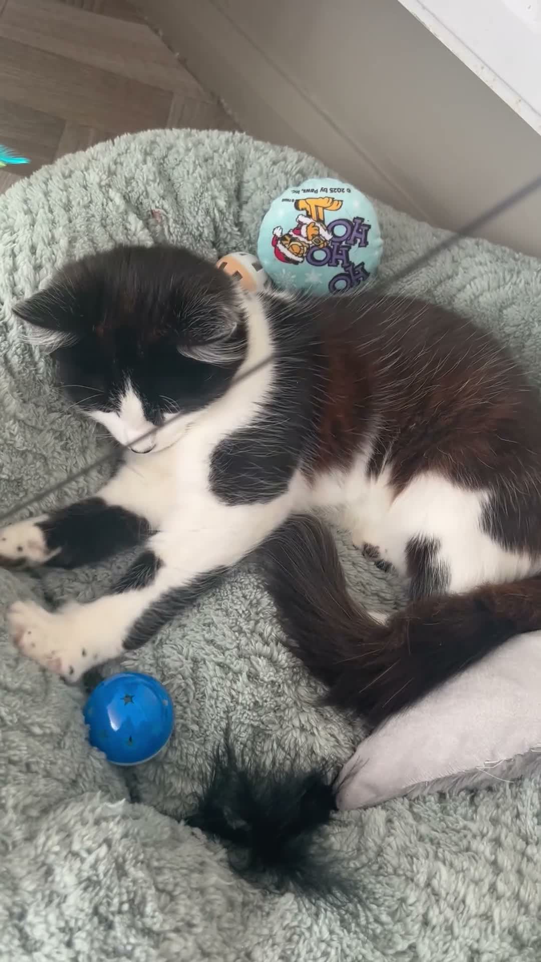 Domestic Shorthair cats for sale: 4 month old female kitten  in Billingham - Video 1