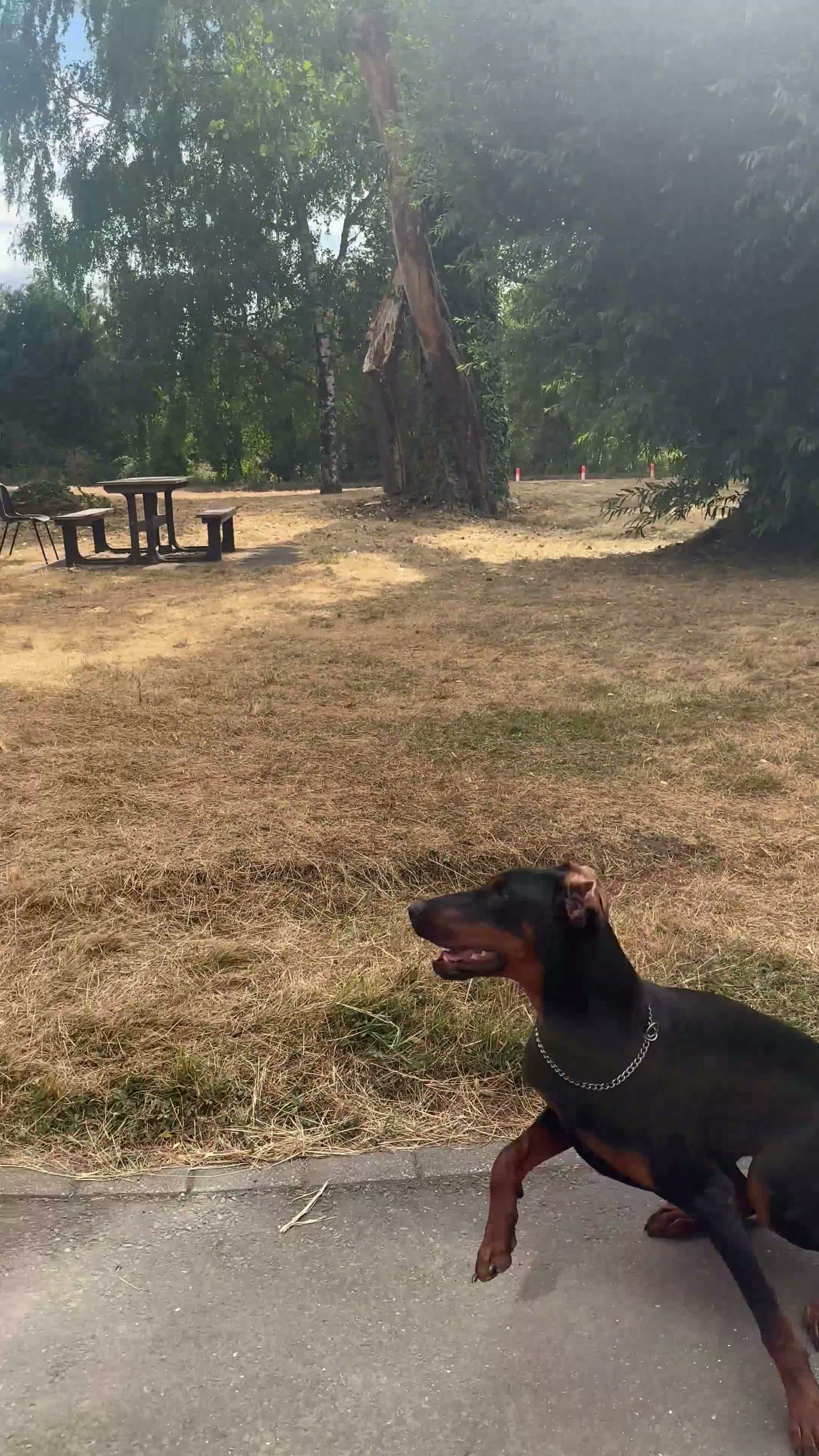 Dobermann dogs for sale: 10-Month-Old Female Doberman – Well-Trained - Video 1