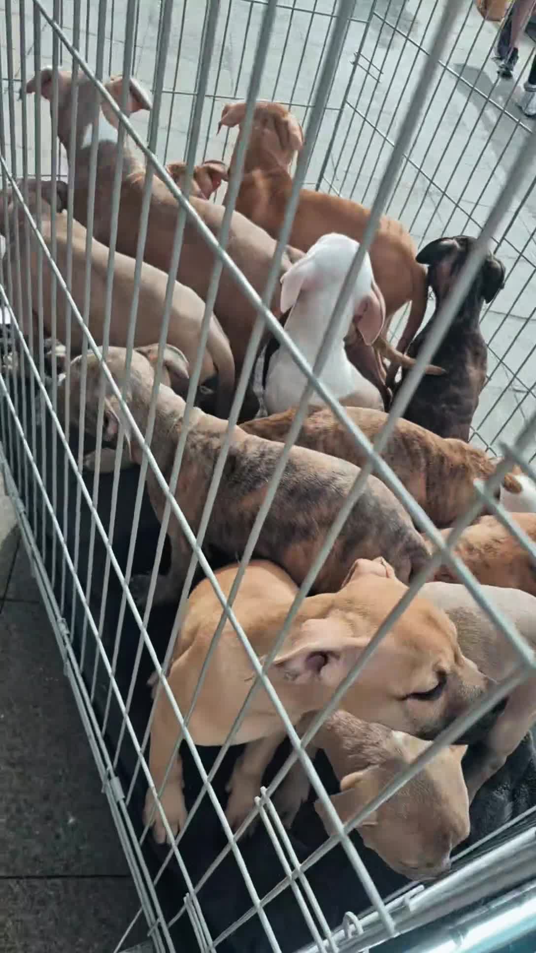 Mixed Breed dogs for sale: PUPPYS READY TO LEAVE  in Edinburgh - Video 5