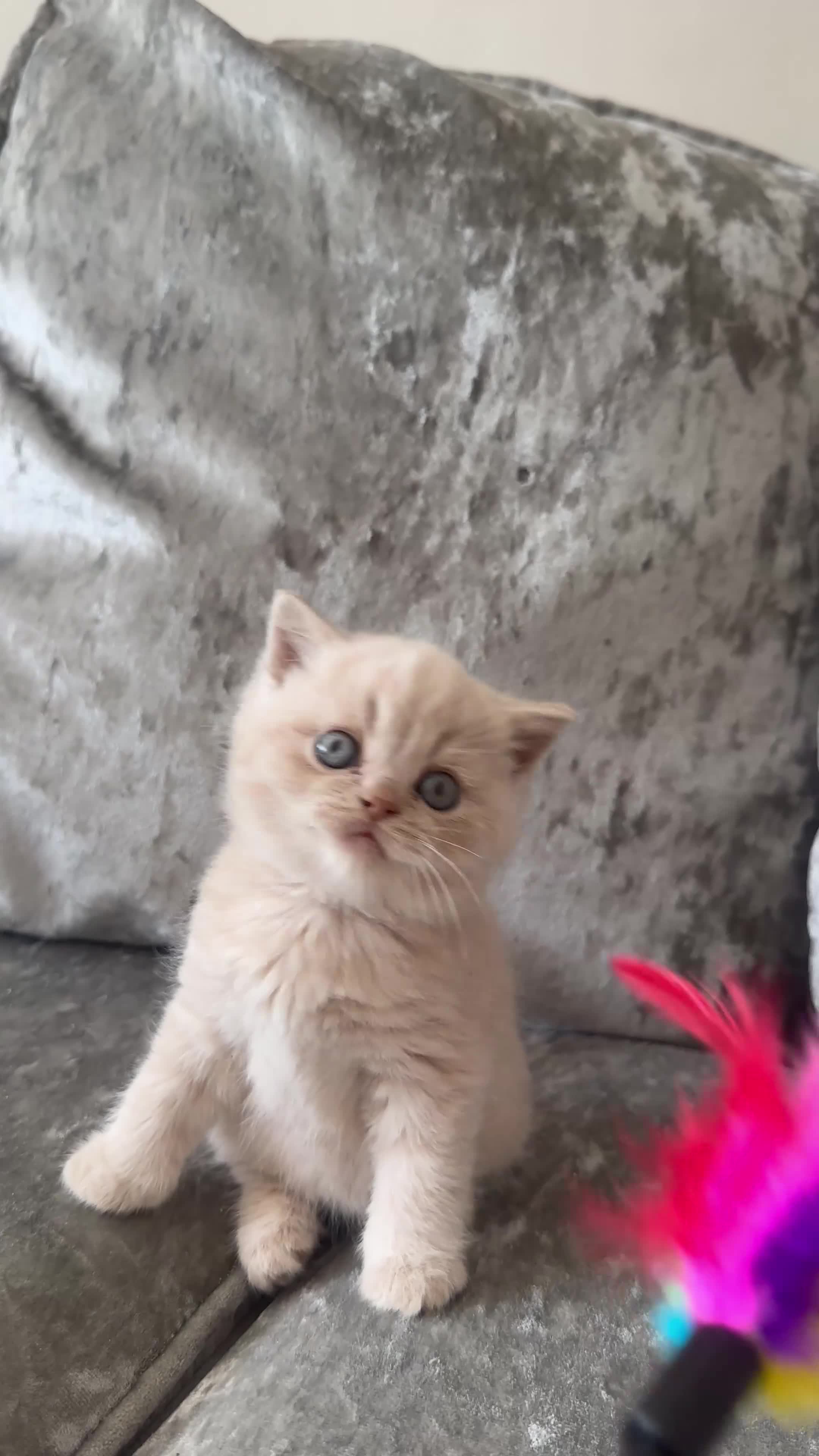 Scottish Fold cats for sale: 🦉Scottish Fold Last 1 Available TICA REG🦉 - Video 3