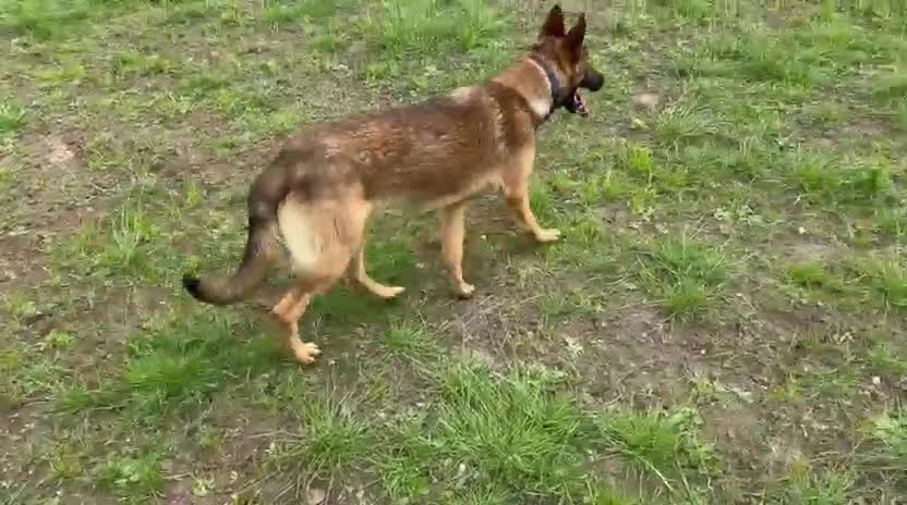 German Shepherd dogs for sale: Beautiful Czech shepherd looking for forever home  - Video 1