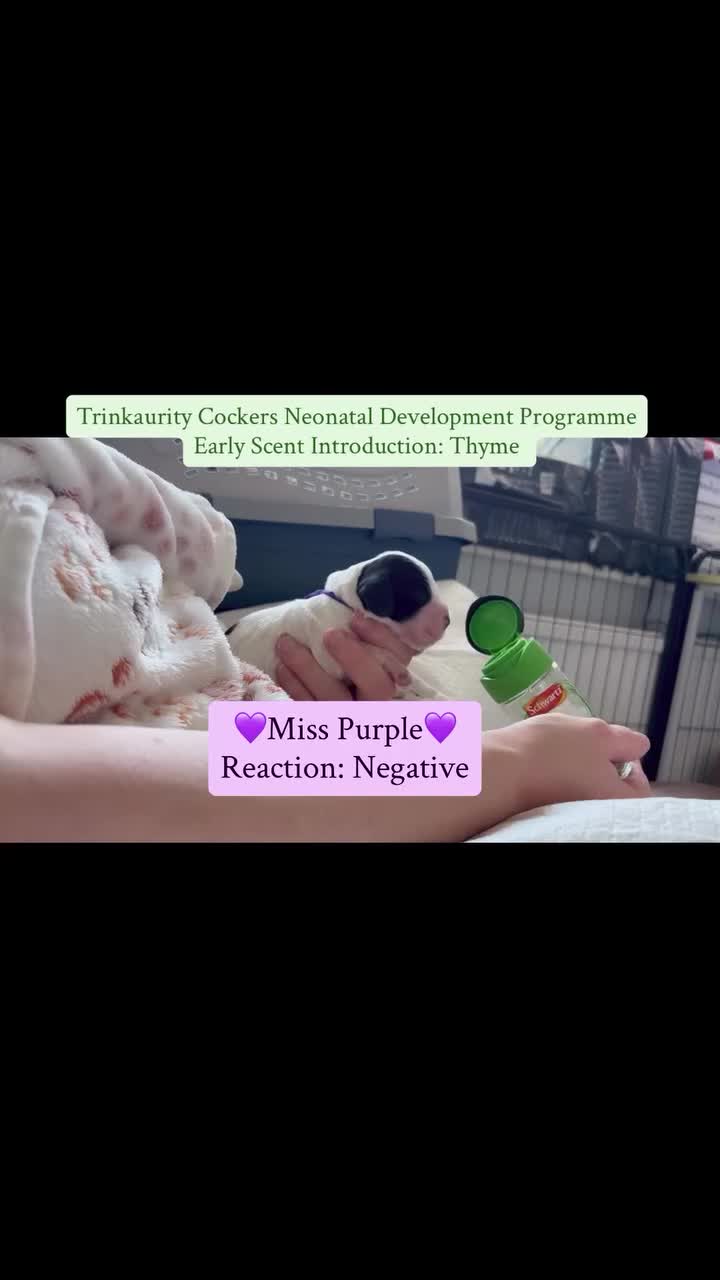 Cocker Spaniel dogs for sale: ✅RKC Reg✅DNA Tested✅Low COI✅Home Reared✅A* Reviews in Fareham - Video 4