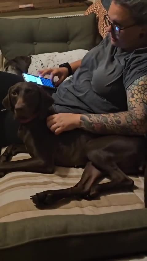 German Shorthaired Pointer dogs for adoption: Roo, female German Shorthaired Pointer, aged 2 - Video 4