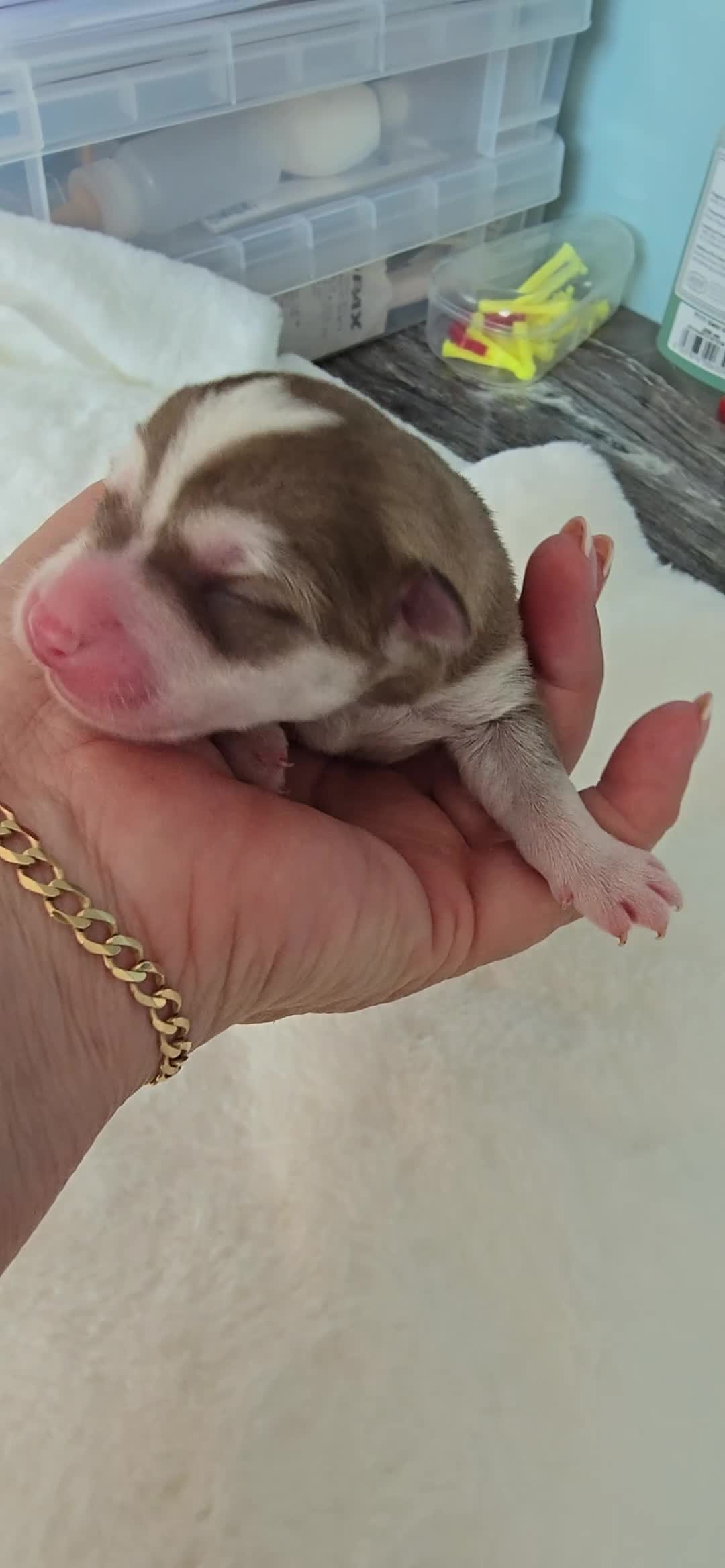 Pomsky dogs for sale: FIVE STUNNING POMSKY PUPPIES  - Video 2