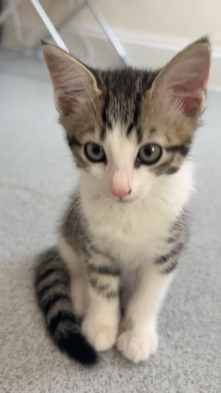 Mixed Breed cats for sale: Cute maine coone + domestic shorthair kittens - Video 3