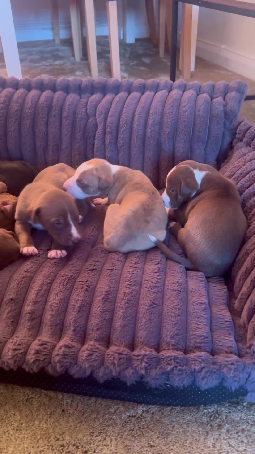 Mixed Breed dogs for sale: Greyhound/Whippet Pups - Video 1