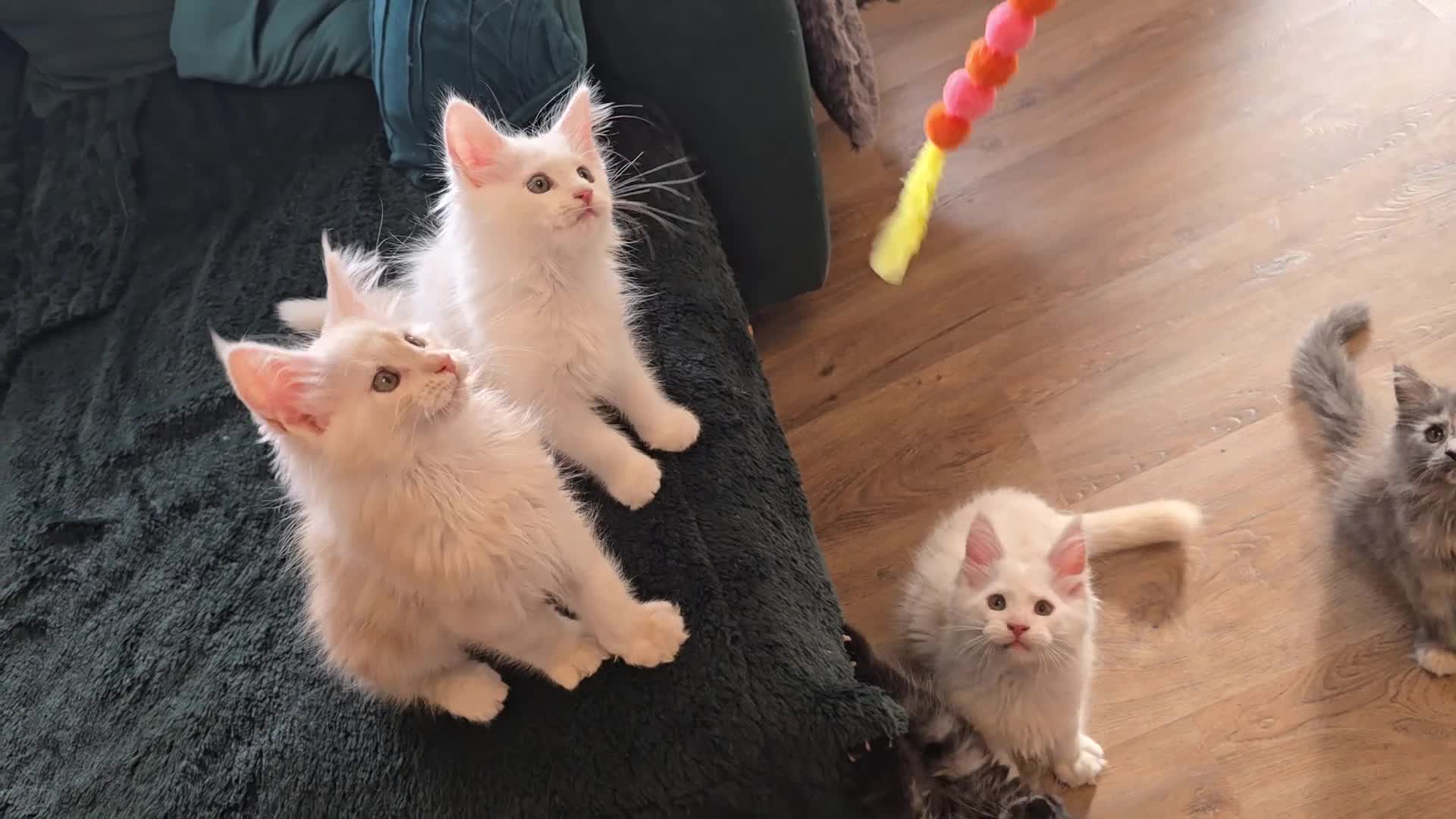 Maine Coon cats for sale: Amazing pure bread Maine Coons kittens  - Video 1