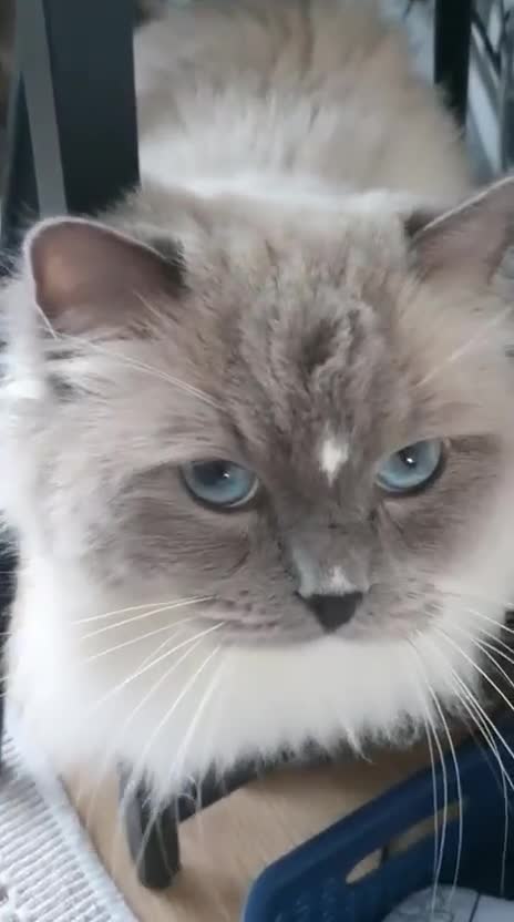 Ragdoll cats for sale: Male Ragdoll pure breed.  - Video 5