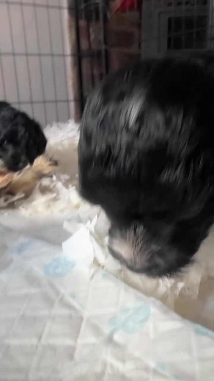 Cockapoo dogs for sale: Mini Cockerpoo puppies - Video 1