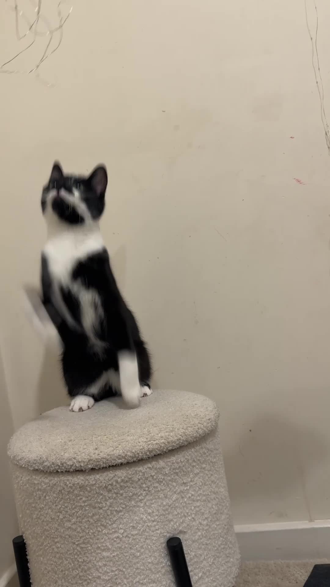 Oriental cats for sale: Tuxedu Kitten about 10 months old - Video 3