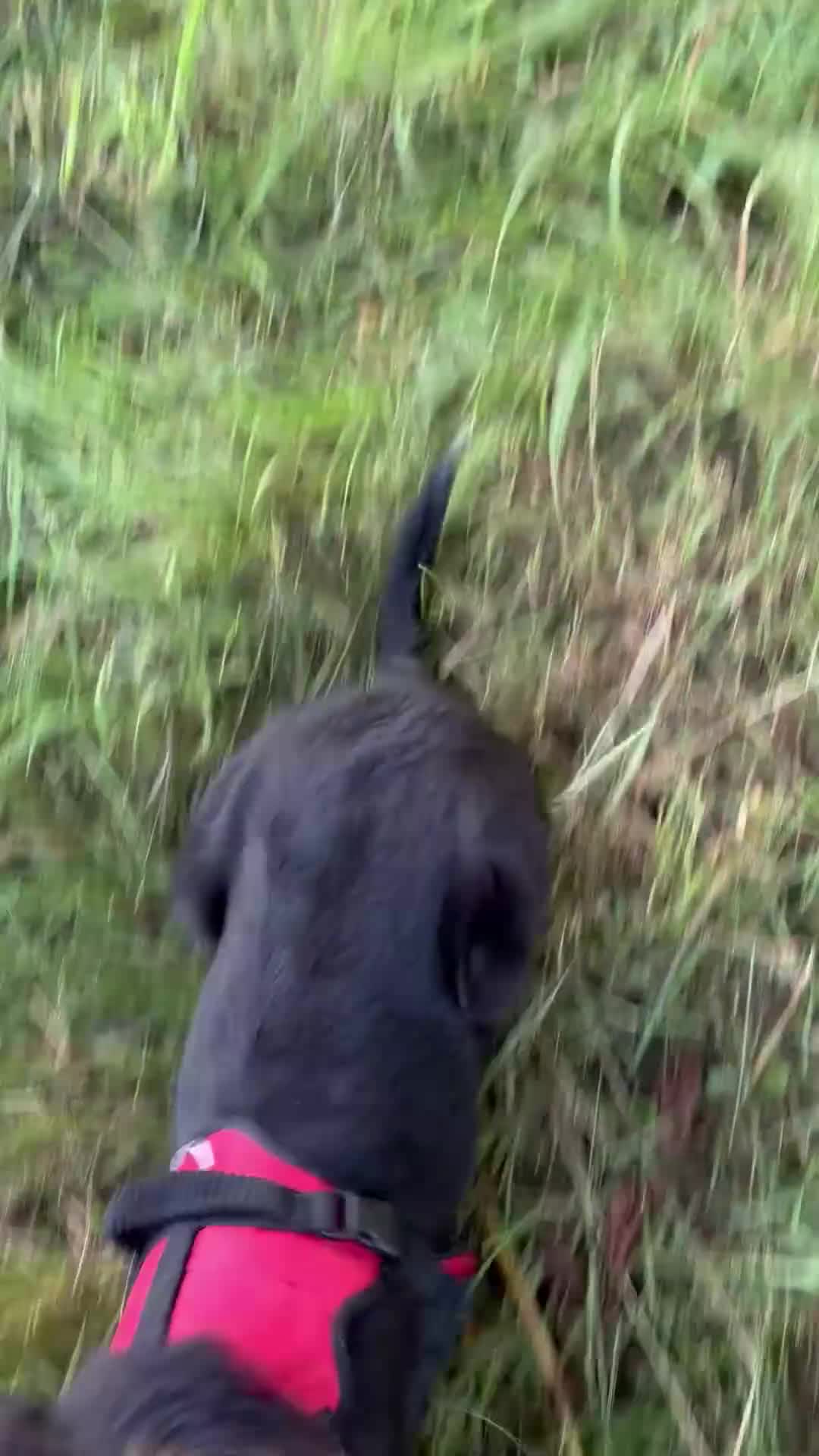 Border Collie dogs for sale: Stubleywood Border Collies - Video 2