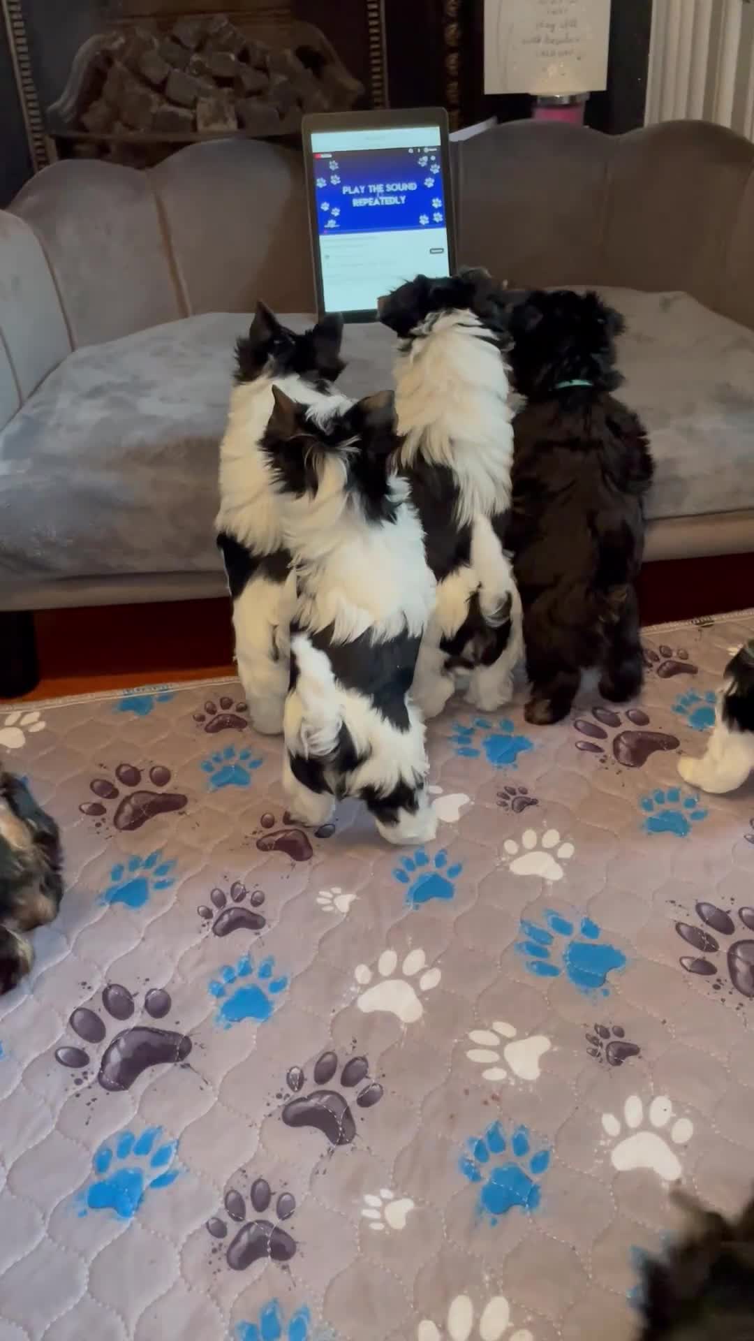 Yorkshire Terrier dogs for sale: 🌟 ONE BIEWER BOY LEFT 🌟 - Video 1