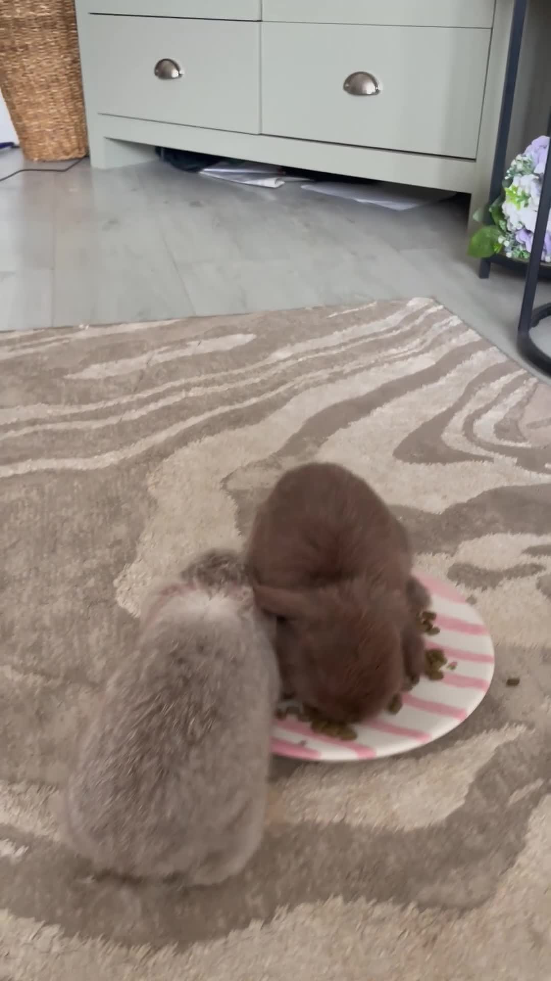 Mini Lop rabbits for sale: Mini Holland lops  - Video 1