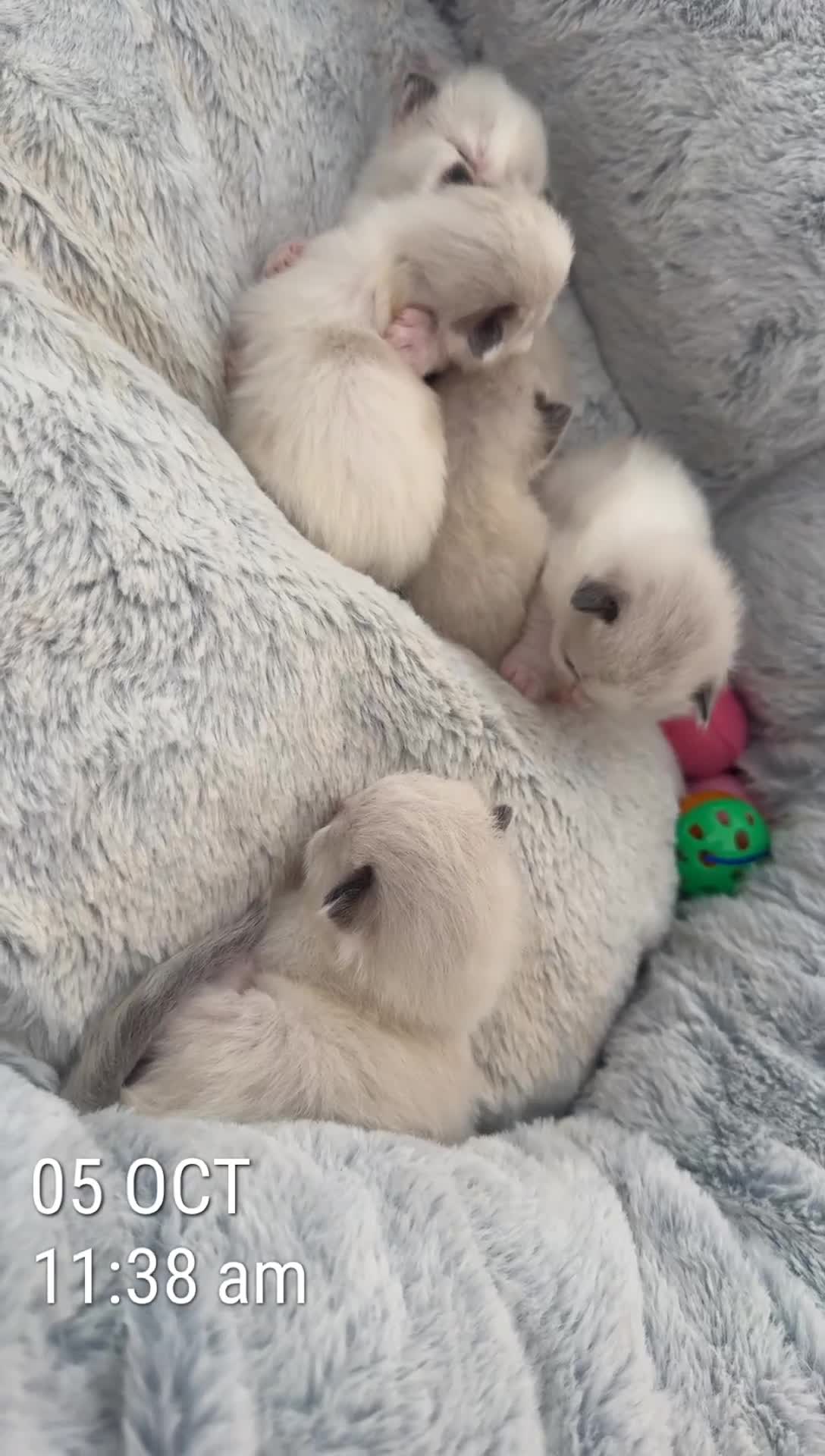 Ragdoll cats for sale: Five Beautiful Pure Breed Ragdoll Kittens🤍 - Video 3