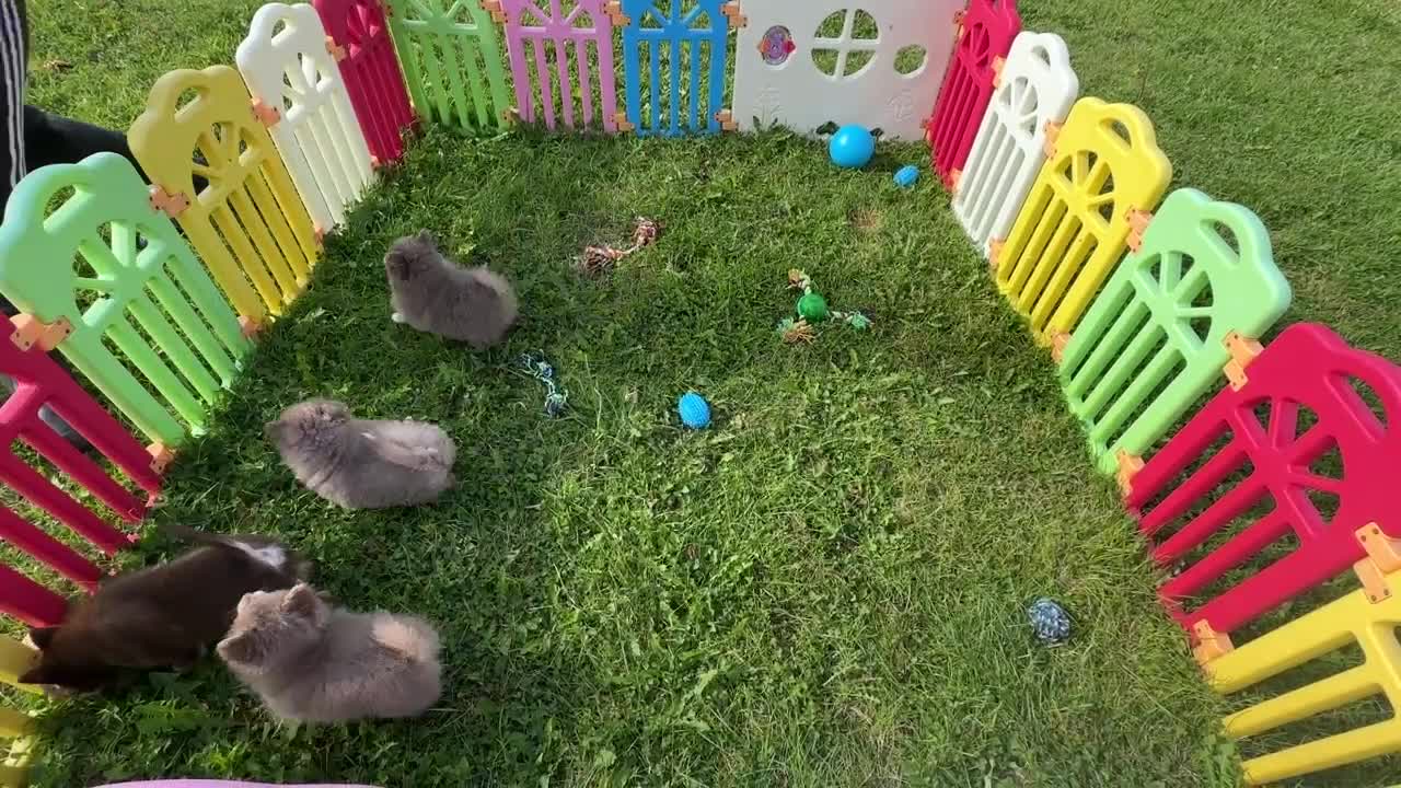 Pomsky dogs for sale: Rare lilac/tan tiny toysize Pomsky puppies - Video 2