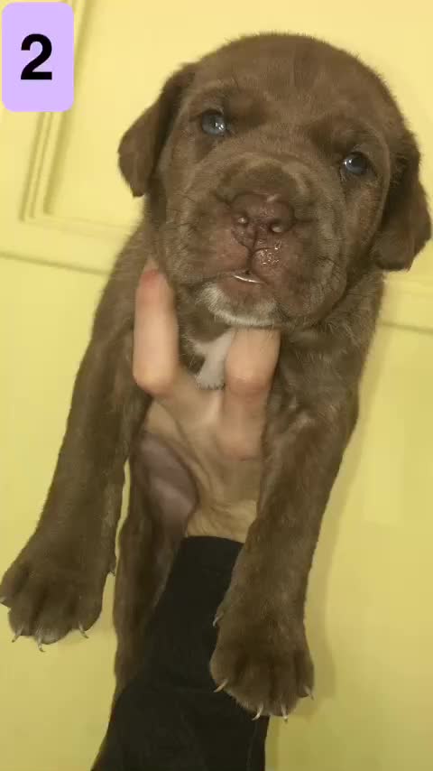 Bandog dogs for sale: BANDOG PUPPIES, TOP EUROPEAN WORKING BLOODLINES - Video 3