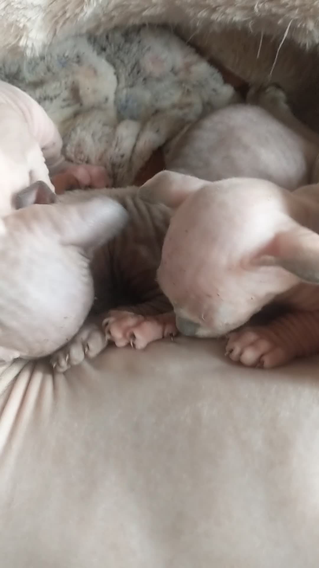 Sphynx cats for sale: Kittens with a sky blue eyes for sale - Video 2