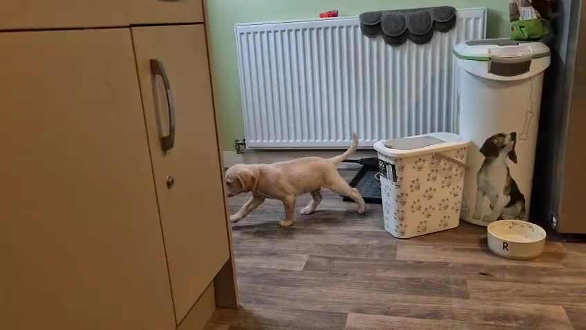 Labradoodle dogs for sale: Labrador cross puppies for sale  - Video 1